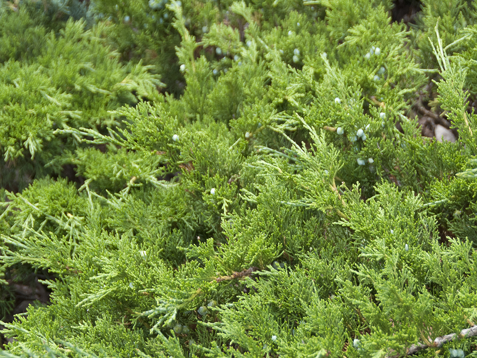 Juniperus sabina ‘Buffalo’ Alta Nursery