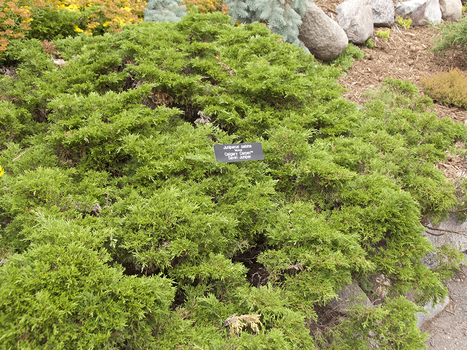 Juniperus sabina ‘Mini Arcade’ Alta Nursery